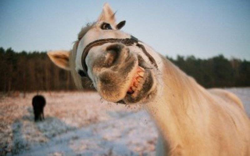 Cwany koń kolejny raz przechytrzył właściciela i udał się na popołudniowy spacer po mieście !