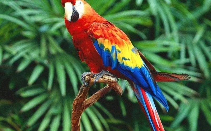 Strażacy walczą o życie papugi, która mogła zasnąć na drzewie !