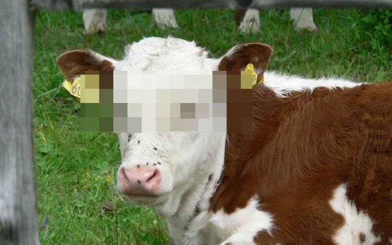 Szalony pościg ulicami Oświęcimia i Babic. Oporna uciekinierka została zatrzymana! ZDJĘCIA!