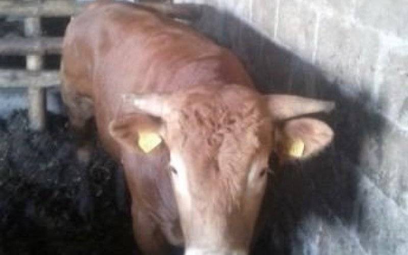 UWAGA ! Trwają poszukiwania … BYKA !