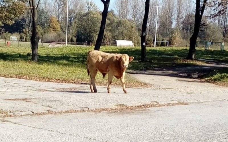 Odnalazł się poszukiwany BYK