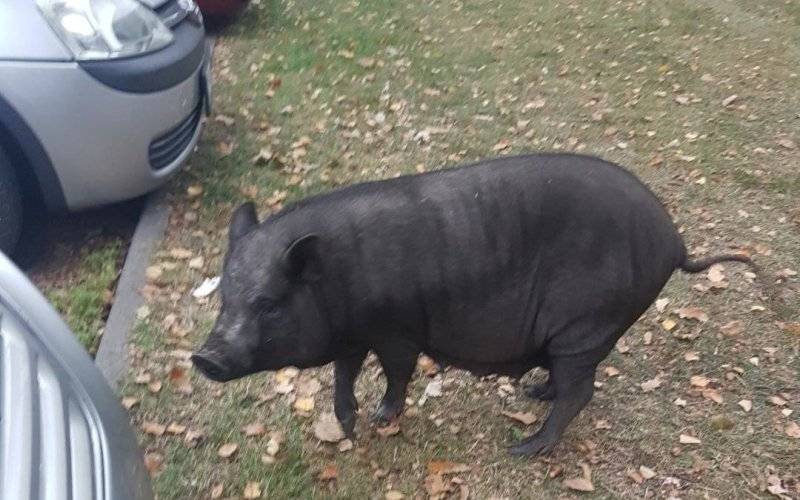 Świnka zatrzymana i pouczona przez Policjantów
