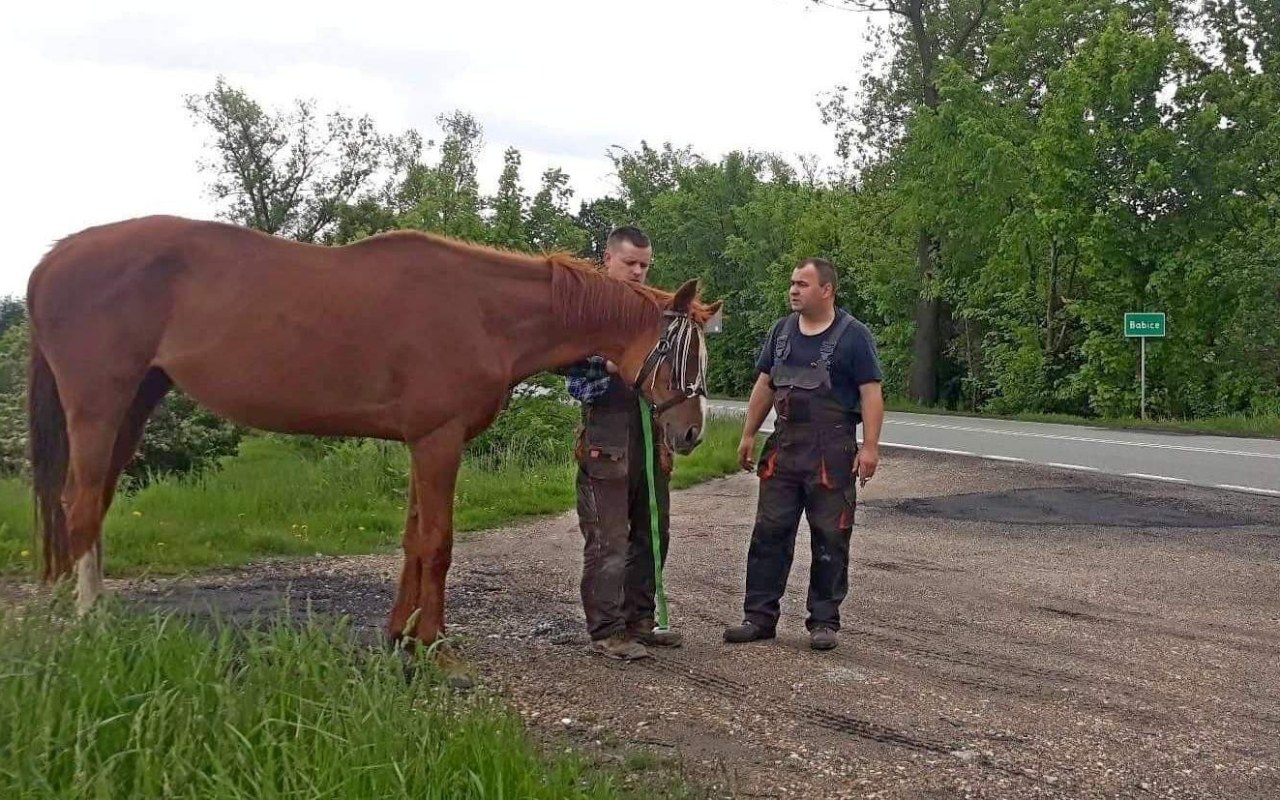 Koń biegał po DK44. Istnieje podejrzenie że przekroczył prędkość – ZDJĘCIA!