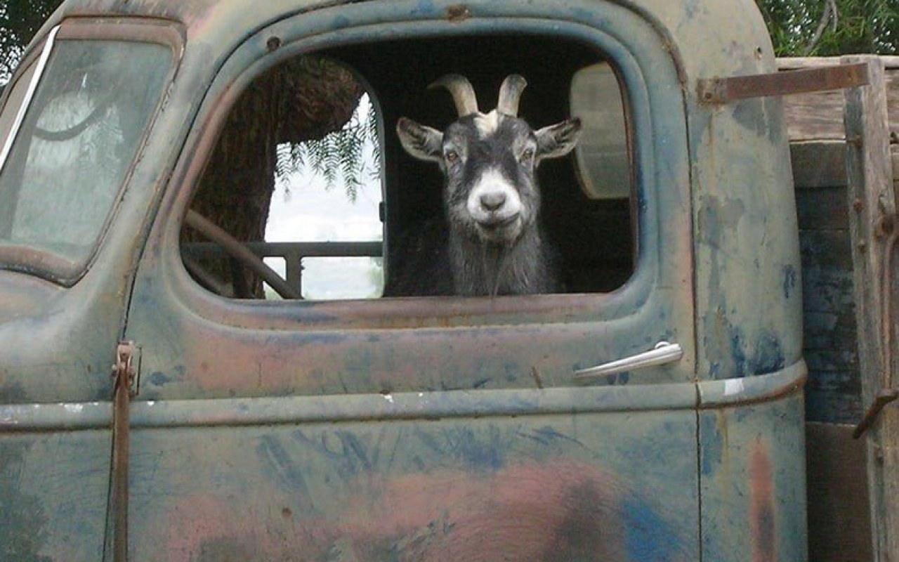 W trzyosobowym samochodzie przewoził kozę i sześcioro pasażerów