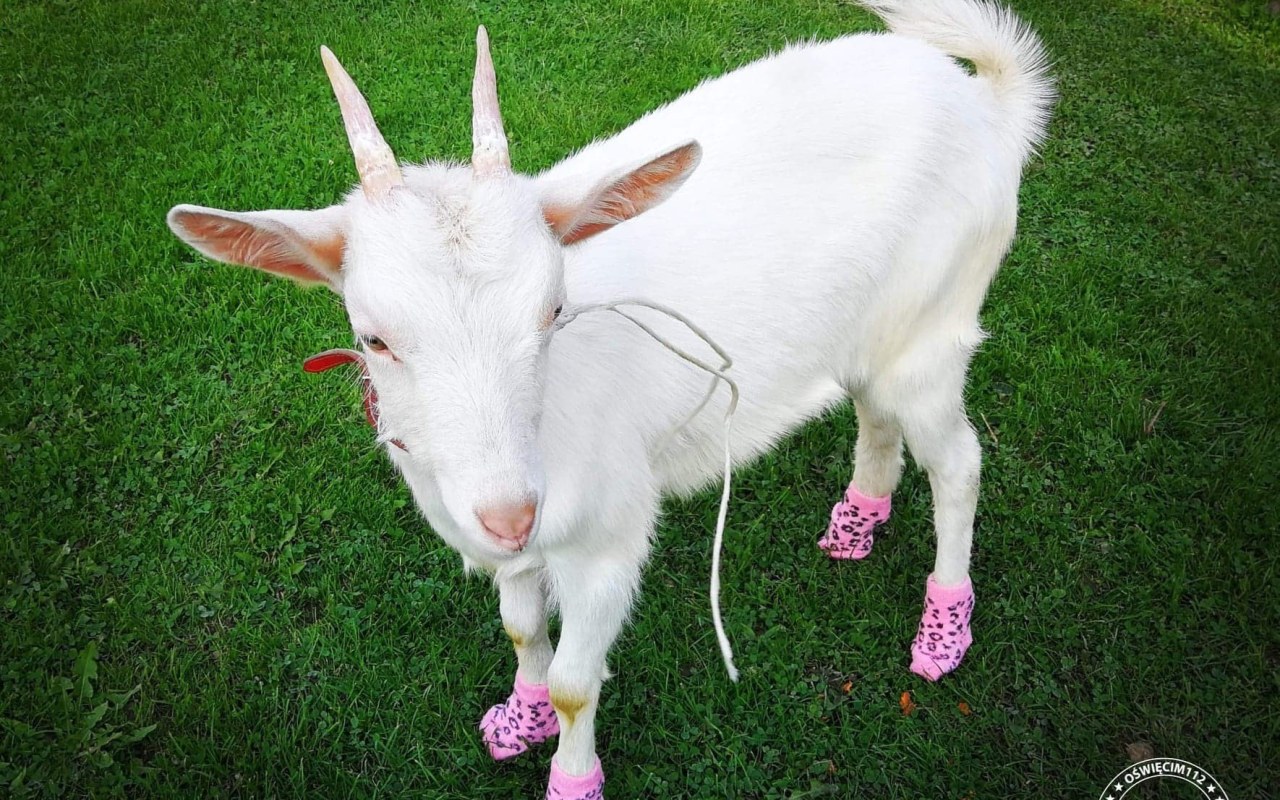 ,,Barbie” nie została zatrzymana. Bez asysty Policji trafiła na 18-stke nowego właściciela