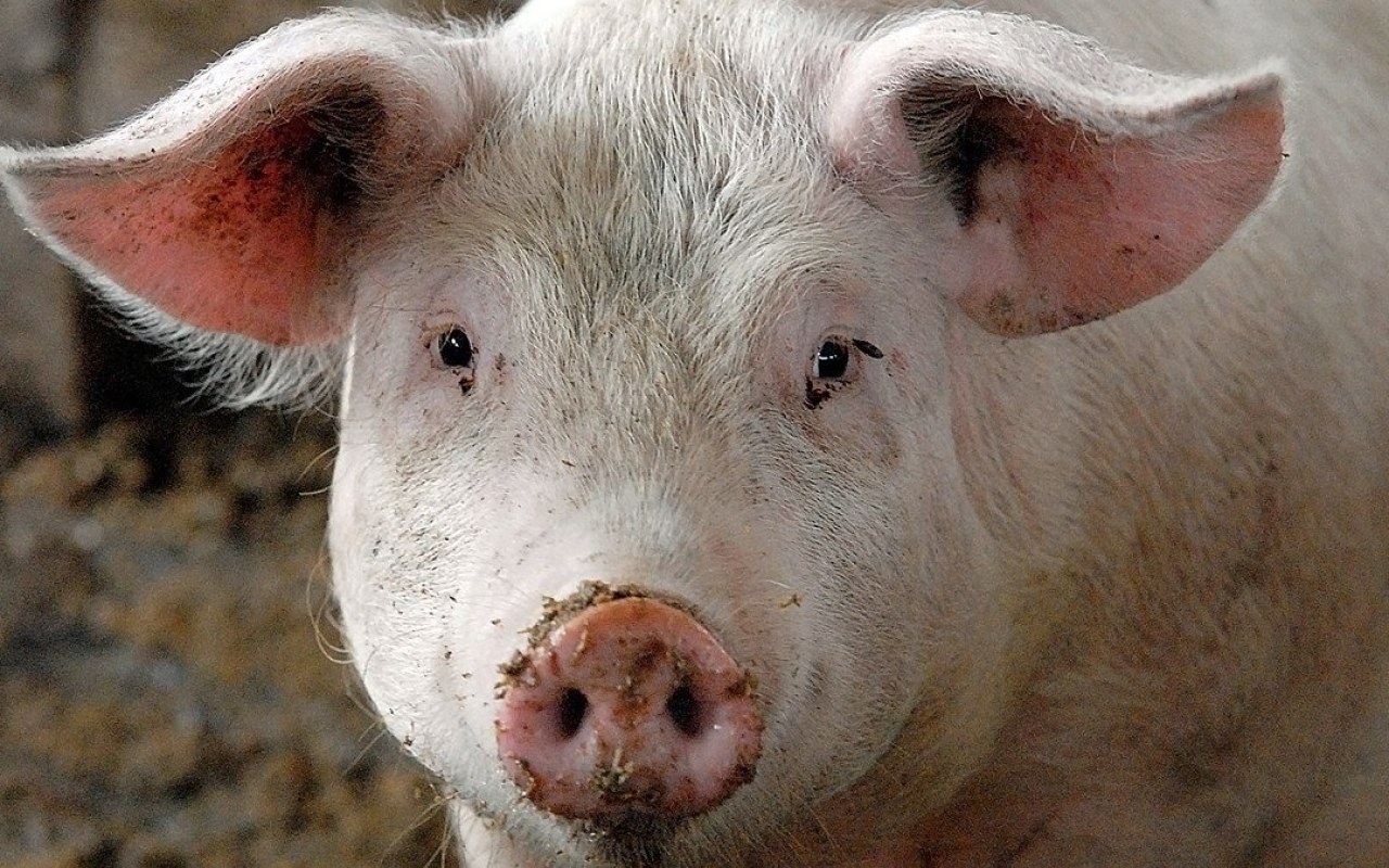 Powiat oświęcimski zagrożony wystąpieniem afrykańskiego pomoru świń