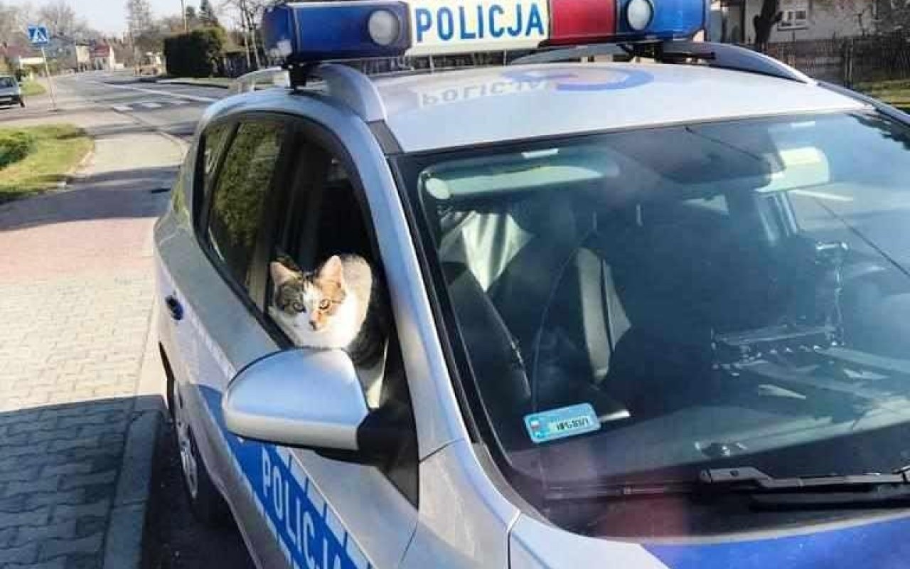 Próbował okraść radiowóz Policji z Oświęcimia. Został przyłapany na gorącym uczynku – ZDJĘCIA!