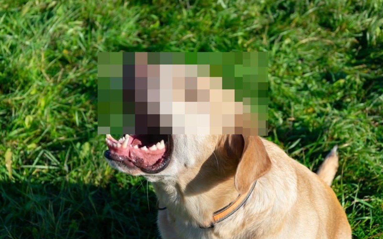 Poszukiwany właściciel psa, który pogryzł nastoletniego rolkarza