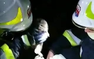 Sowa utknęła w przewodzie kominowym. Na pomoc strażacy – ZDJĘCIA!