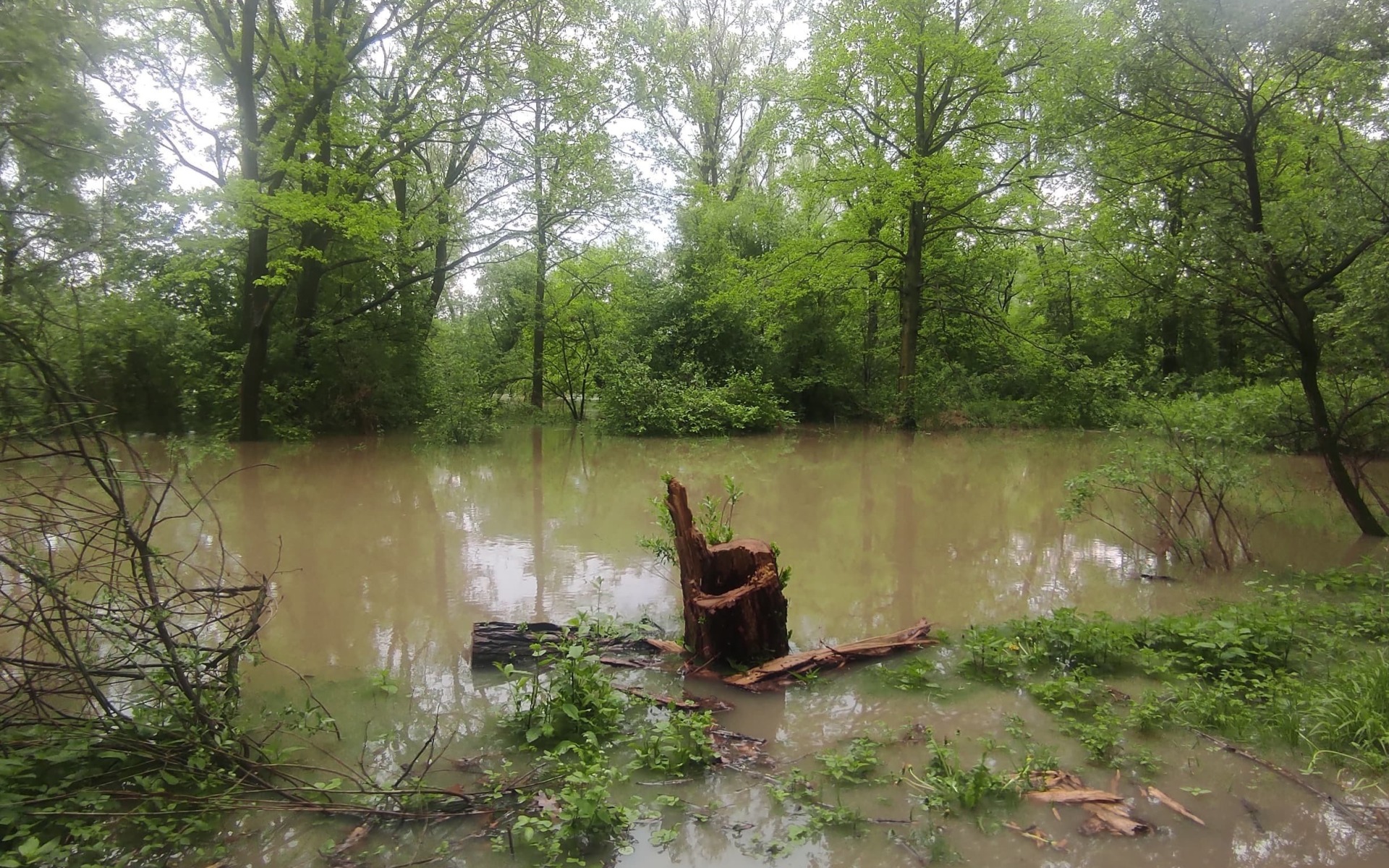 Soła i Wisła przekroczyły stany alarmowe. W akcji strażacy – ZDJĘCIA, FILM!