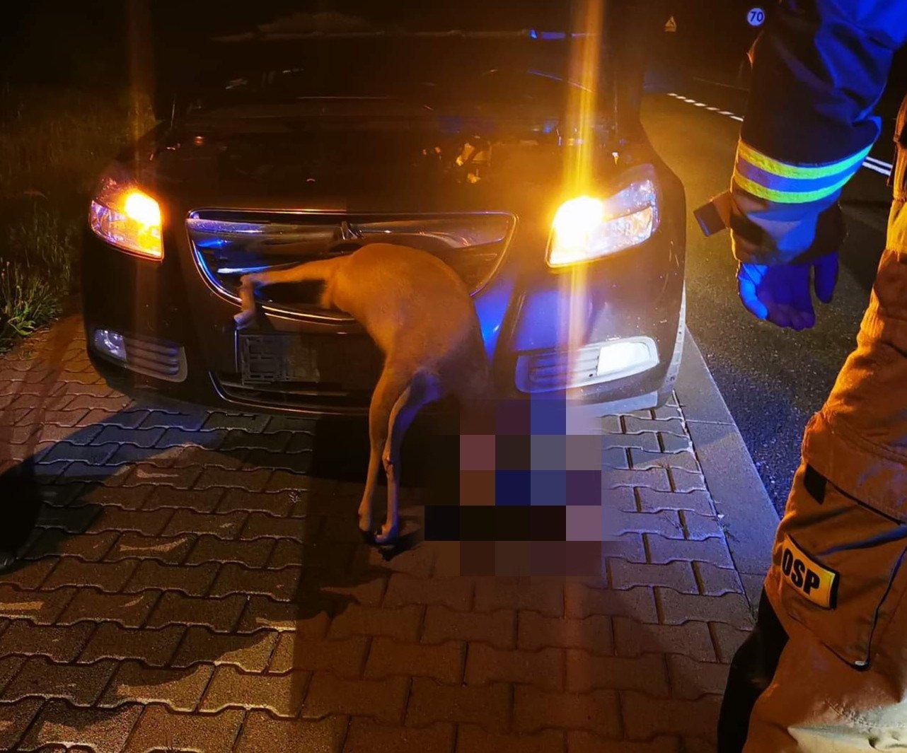 Sarna ,,wkomponowała” się w samochód – i to dosłownie