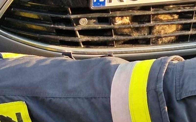 Mały Kot utknął w zderzaku samochodu osobowego