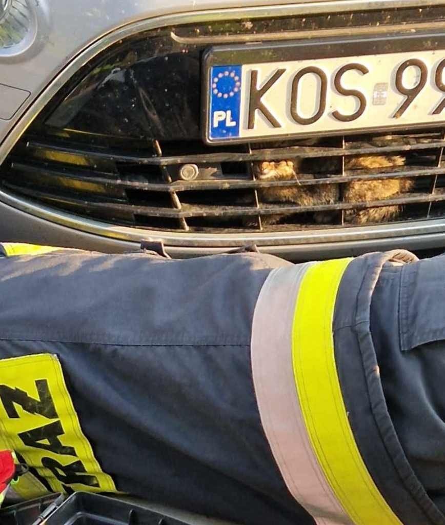 Mały Kot utknął w zderzaku samochodu osobowego