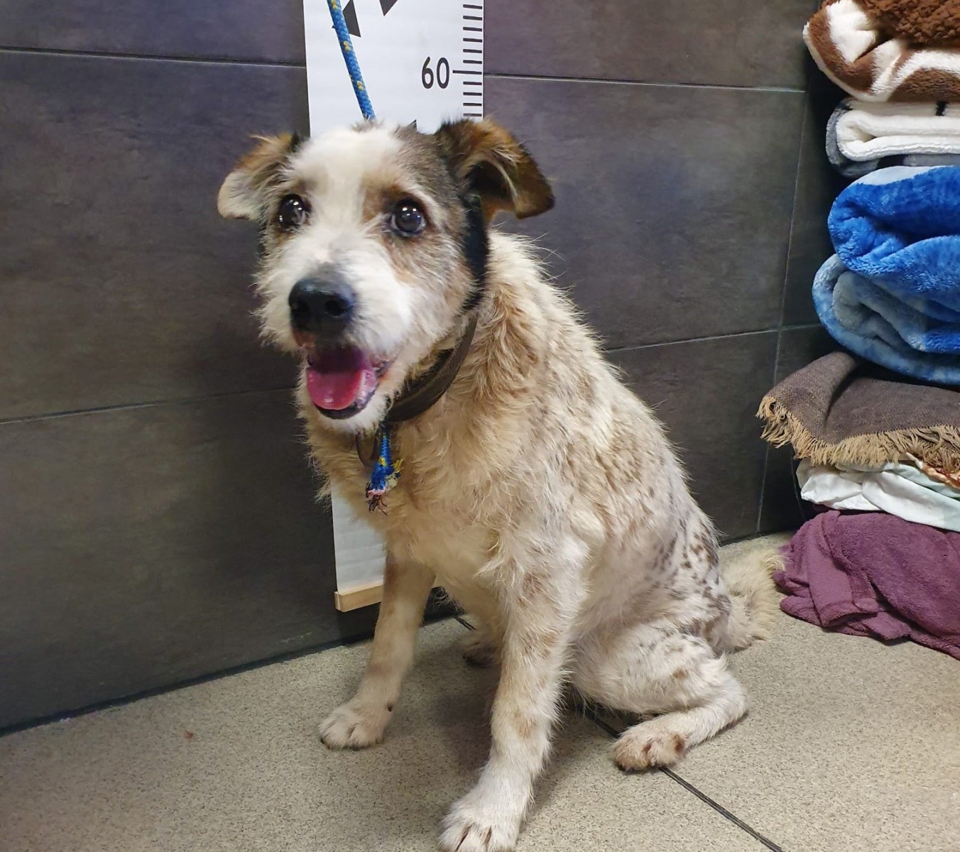 Wyjątkową reakcją na los zbłąkanego zwierzęcia