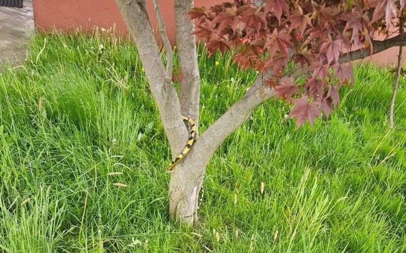 Wąż, który napędził strachu mieszkańcom, okazał się …. gumową zabawką – FOTO!