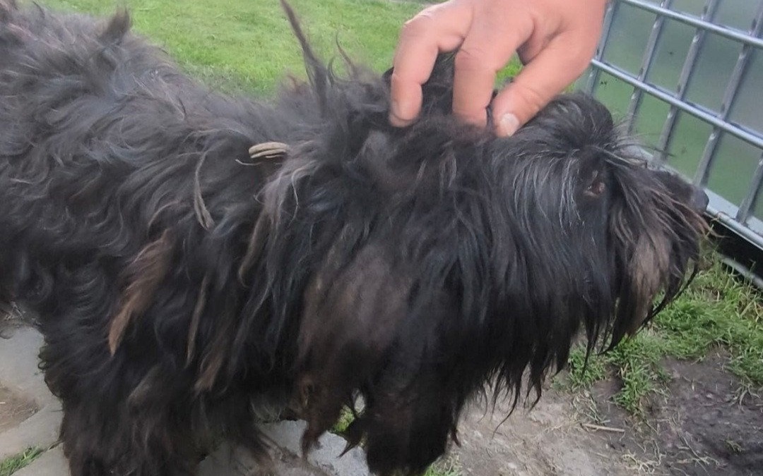 Psy odebrane właścicielom w związku z podejrzeniem znęcania