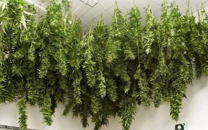 Policjanci zabezpieczyli ponad 3 kilogramy suszu konopi indyjskich