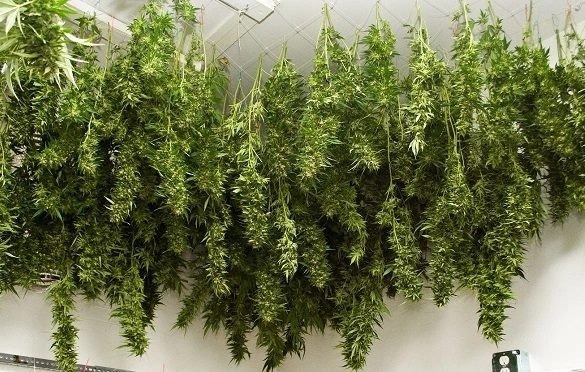 Policjanci zabezpieczyli ponad 3 kilogramy suszu konopi indyjskich