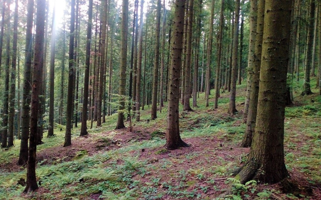 Podczas grzybobrania uratowali życie kobiety