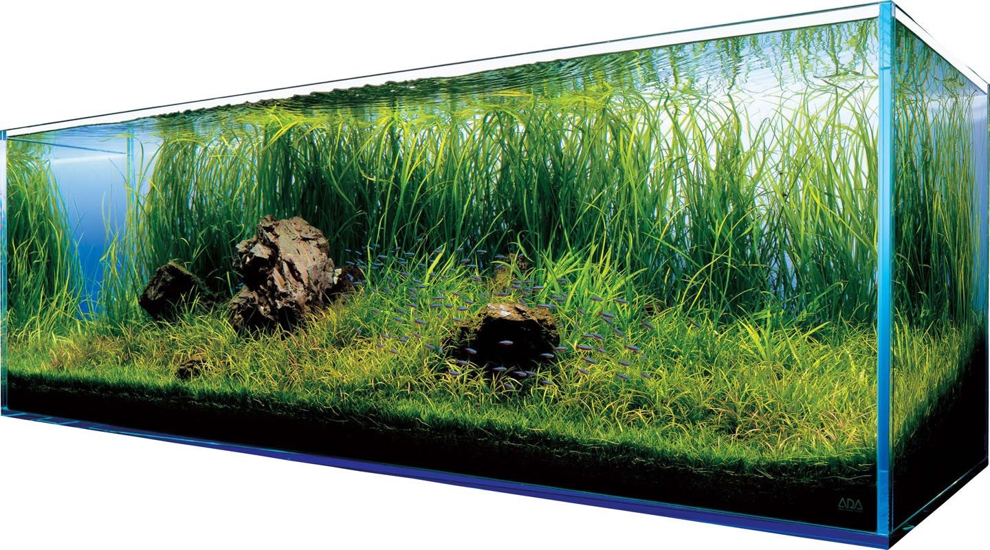 Akwarystyka: Tworzenie Podwodnego Świata w Domu