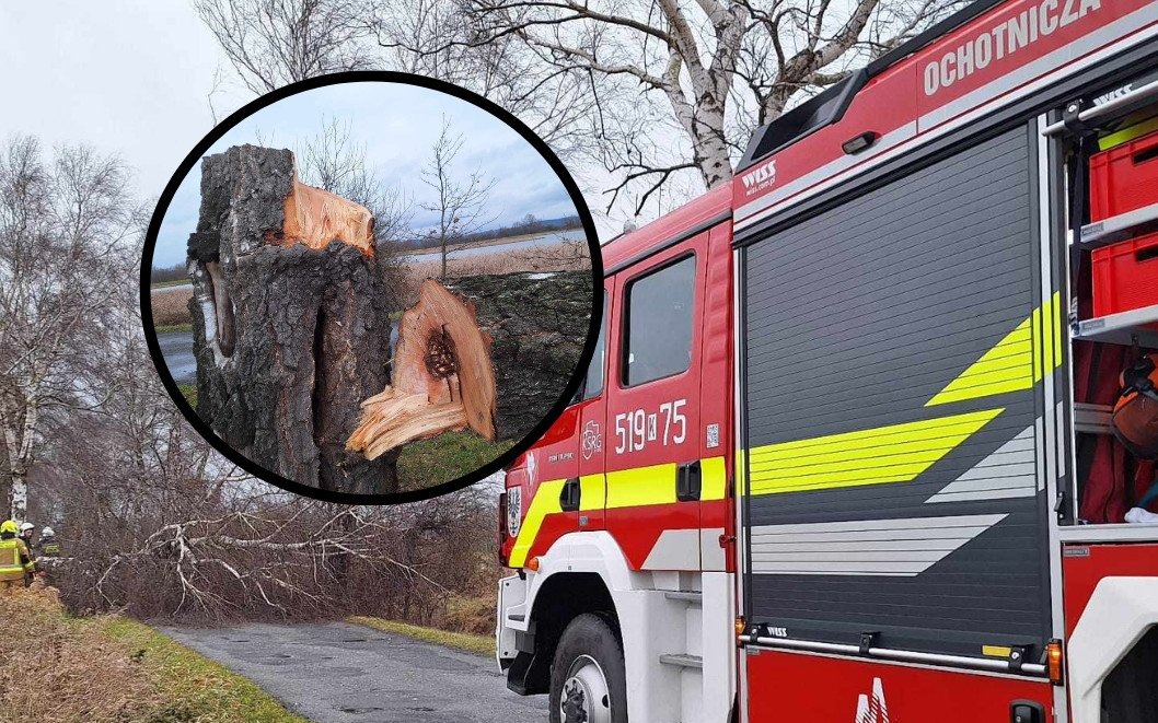 Podejrzane nacinanie drzew w gminie Przeciszów – strażacy apelują o ostrożność