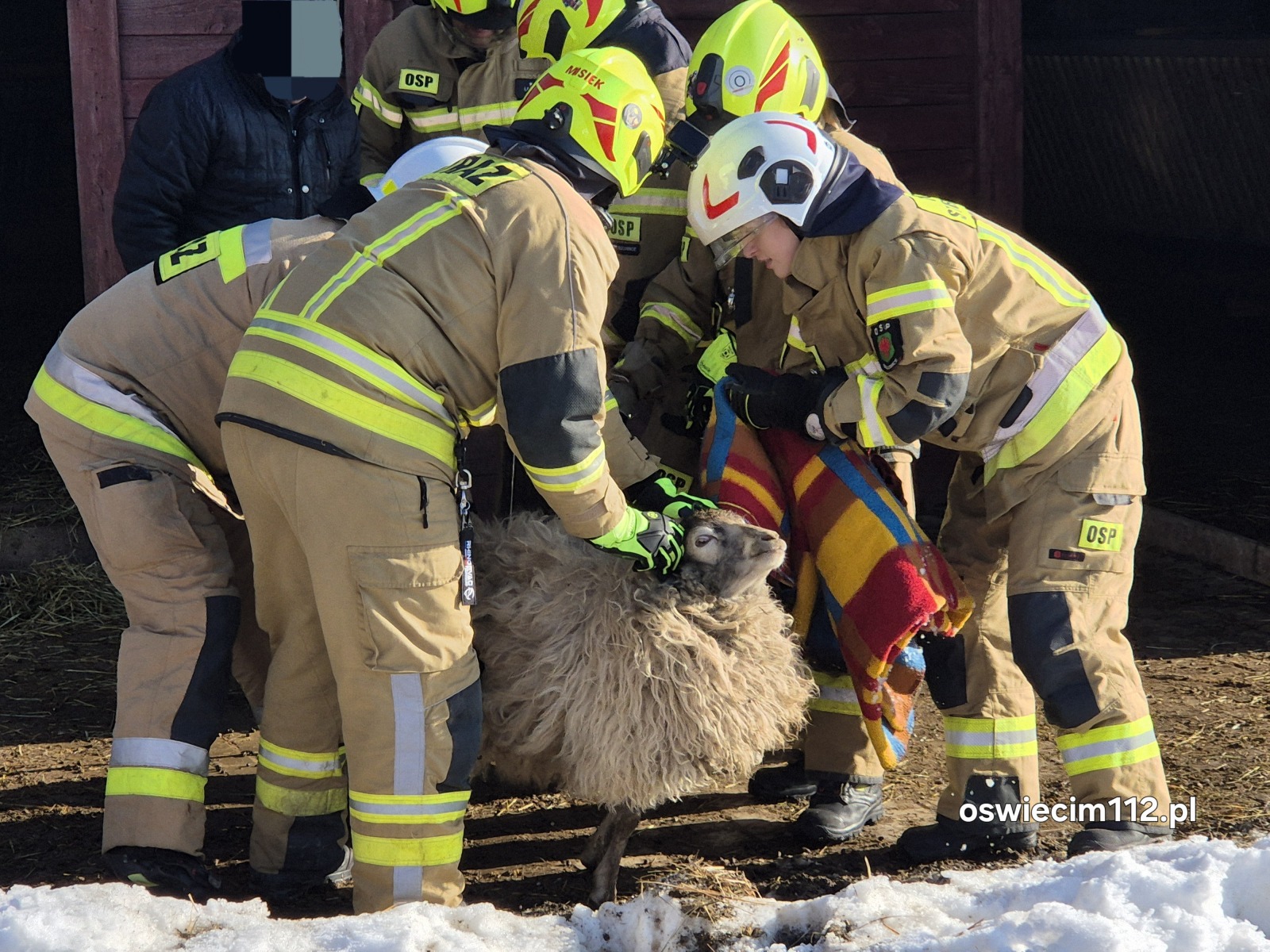 Uwięziony baran w ogrodzeniu ! W akcji strażacy OSP Bulowice – ZDJĘCIA!