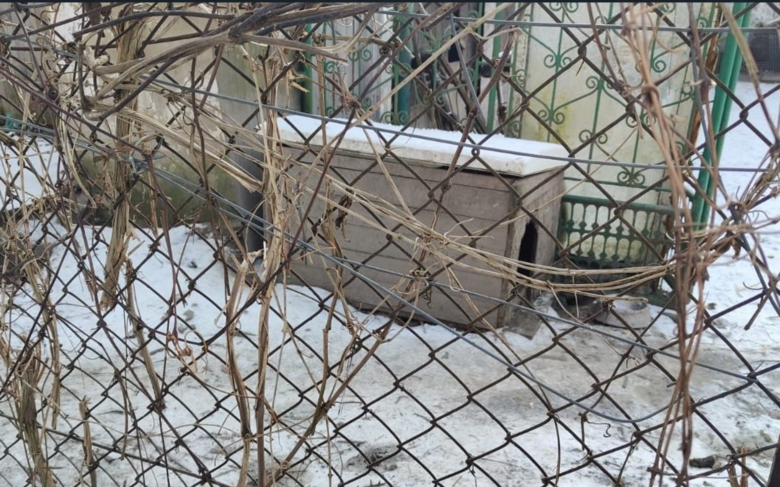 Pies przypięty łańcuchem do nieocieplonej budy i pozostawiony na mrozie