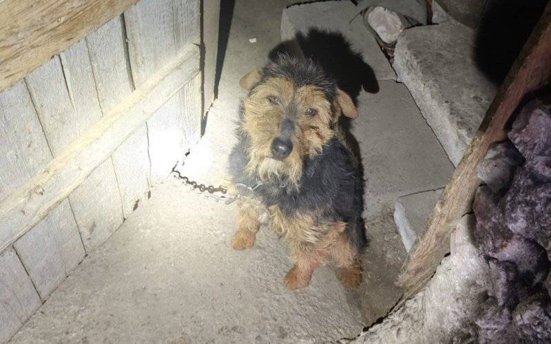 Policjanci oraz inspektorzy Animals odebrali psa właścicielowi w związku z podejrzeniem znęcania
