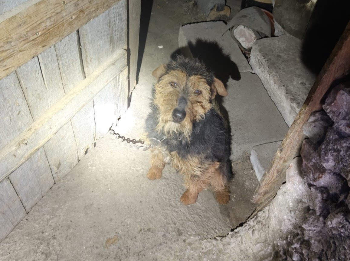 Policjanci oraz inspektorzy Animals odebrali psa właścicielowi w związku z podejrzeniem znęcania