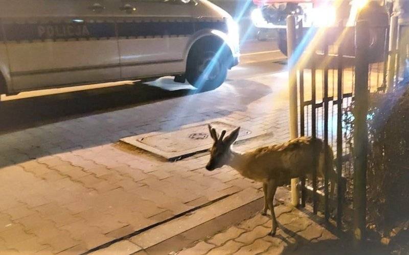 Ratowali jelonka, który utknął w ogrodzeniu