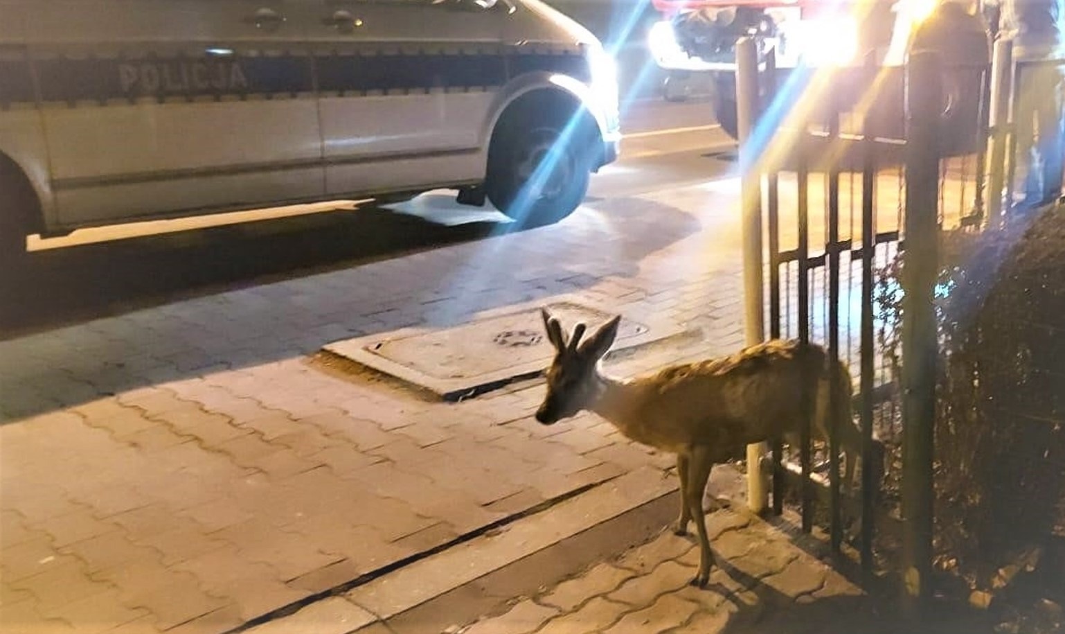 Ratowali jelonka, który utknął w ogrodzeniu