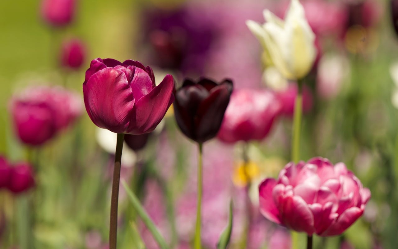 Jak stworzyć ogród marzeń? 5 kroków do zielonej oazy spokoju