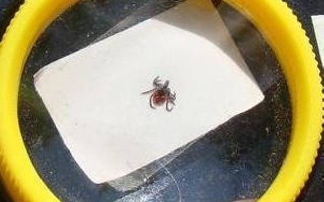 Mieszkańcy Małopolski zachodniej alarmują o pladze kleszczy. Atakują już nawet w miejskich parkach