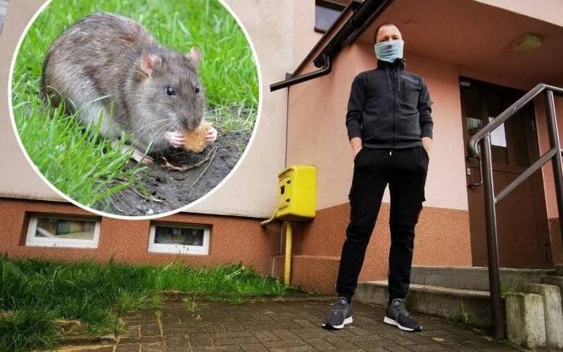 Szczury grasują na os. Młodości w Chrzanowie. Podkopały chodnik, mieszkańcy boją się, co zniszczą dalej [ZDJĘCIA]