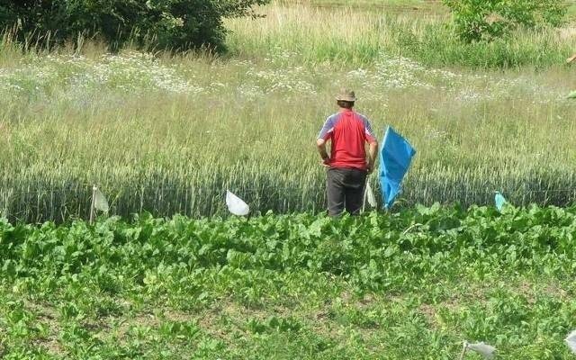 Więcej dzików do odstrzału. Zjadają rolnikom plony