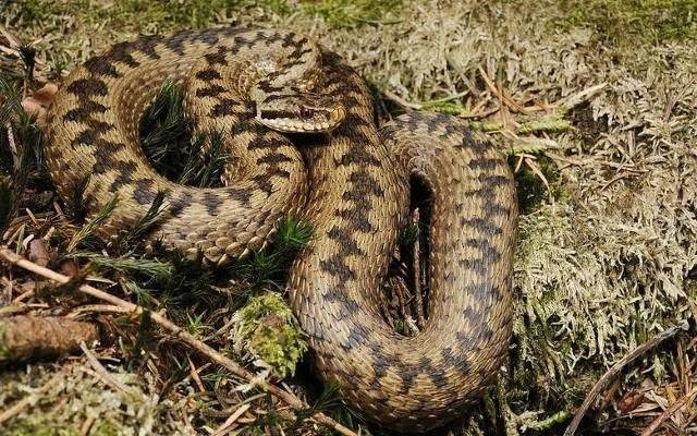 Jadowity wąż wszedł im do domu. Sami go spłoszyli