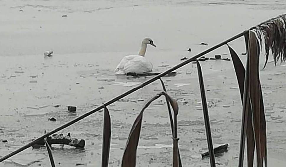 Łabędź przymarzł do stawu. Strażacy użyli specjalistycznego sprzętu