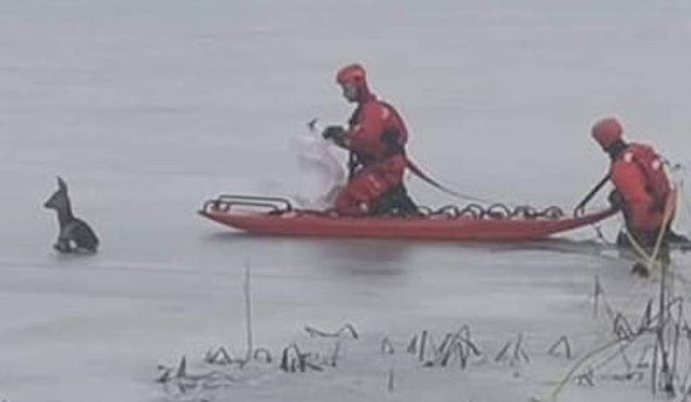 Sarna zamarzała w lodowatej wodzie. Akcja ratunkowa strażaków [ZDJĘCIA]