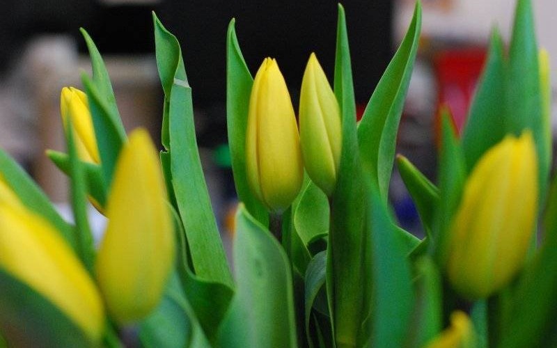 Drogie Kobiety Ukrainy