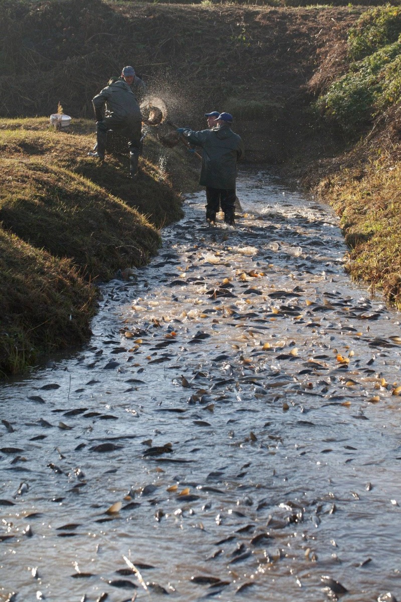 #OdkrywamySkarbyDolinyKarpia - gospodarka rybacka