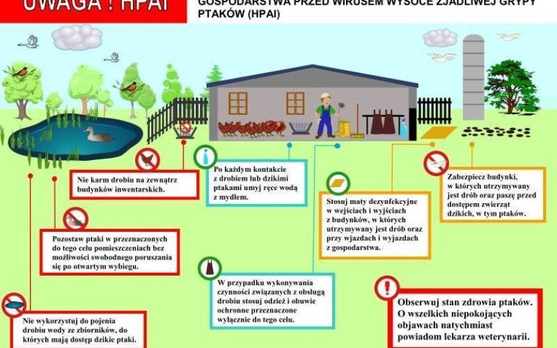 Uwaga - stwierdzono wystąpienie wysoce zjadliwej grypy ptaków (HPAI)!
