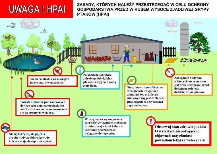 Uwaga - stwierdzono wystąpienie wysoce zjadliwej grypy ptaków (HPAI)!