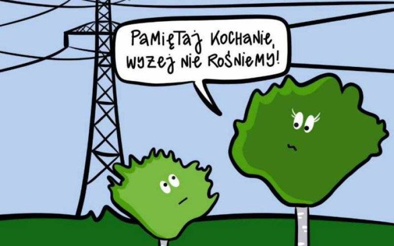 Co sadzić by nie przesadzić? Wpływ drzew na energetykę.