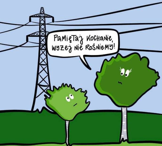Co sadzić by nie przesadzić? Wpływ drzew na energetykę.