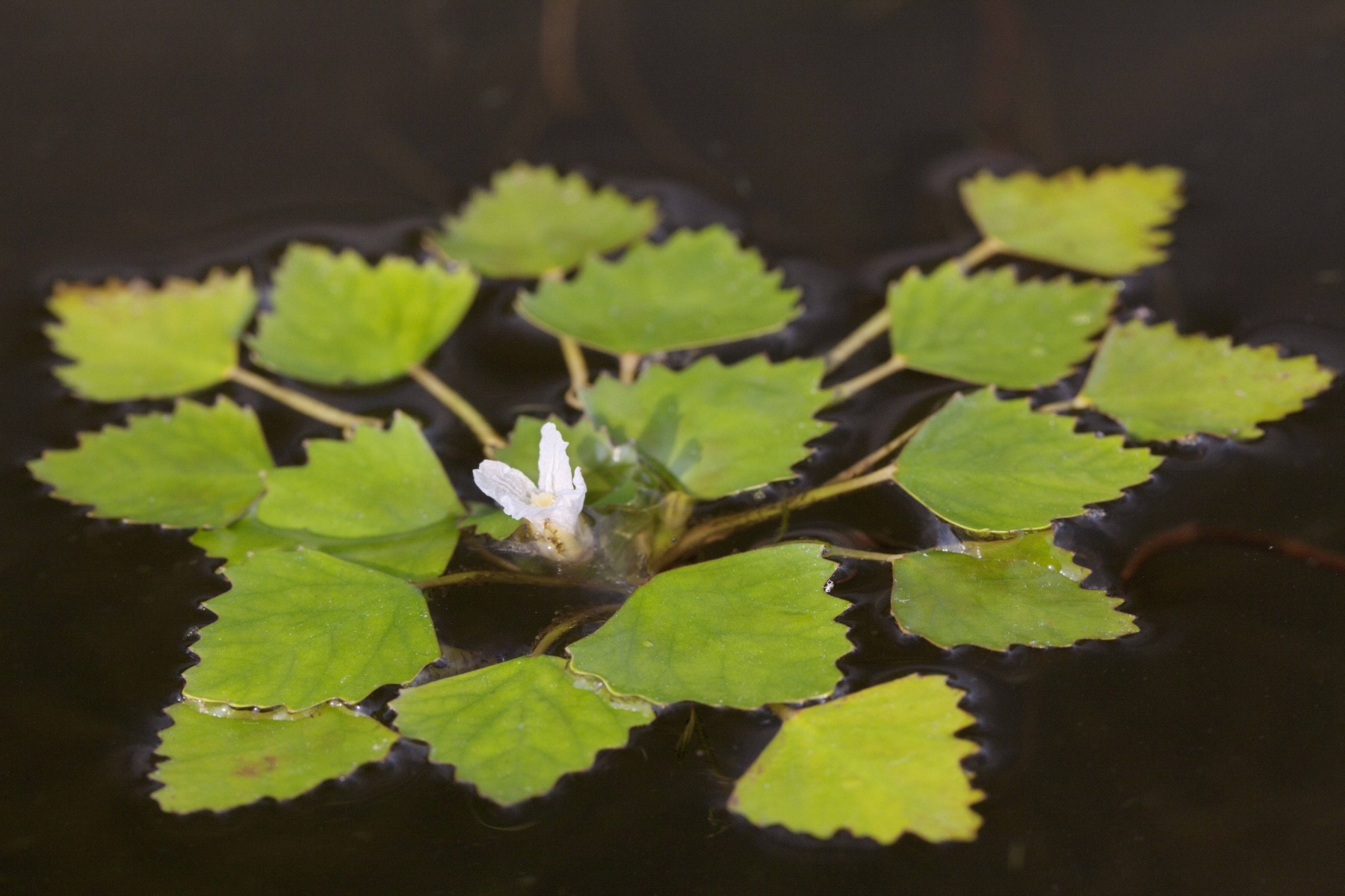 Odkrywamy Skarby Doliny Karpia - kotewka orzech wodny