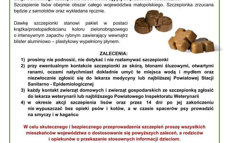 Wiosenna akcja ochronnego szczepienia lisów wolno żyjących przeciwko wściekliźnie.