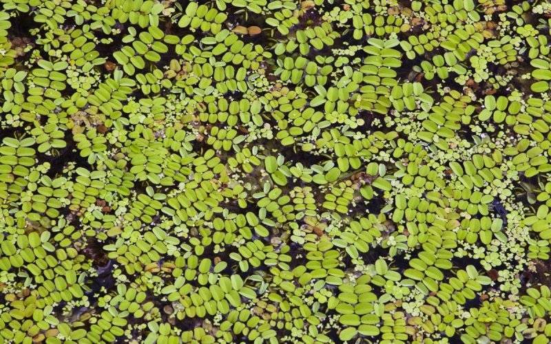 Odkrywamy Skarby Doliny Karpia - salwinia pływająca