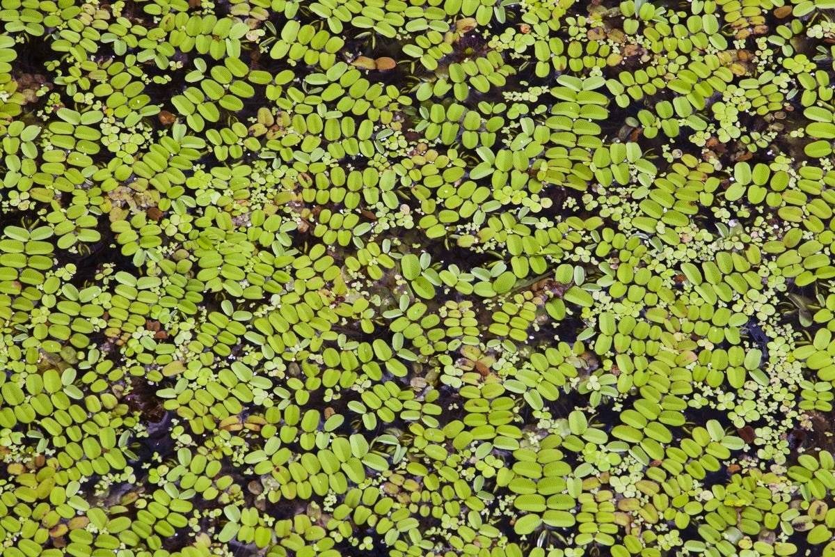 Odkrywamy Skarby Doliny Karpia - salwinia pływająca