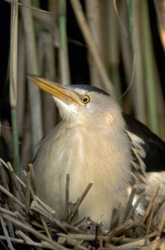Odkrywamy Skarby Doliny Karpia - bączek