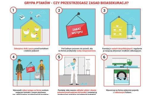 Uwaga - w Przeciszowie stwierdzono wystąpienie wysoce zjadliwej grypy ptaków (HPAI) u bocianów białych